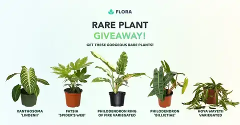 Flora Spring Rare Plant Giveaway Flora Spring Rare Plant Giveaway promotional banner with plants