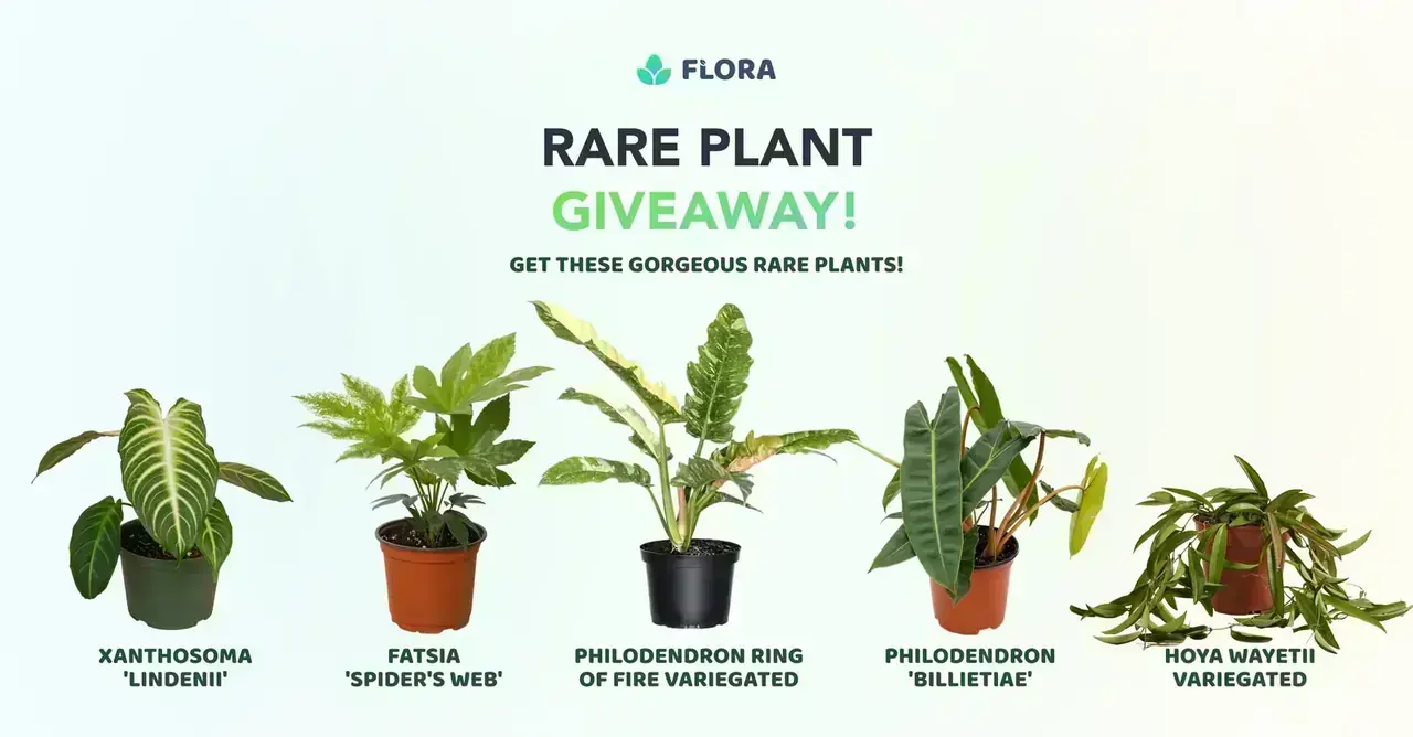 Flora Spring Rare Plant Giveaway promotional banner with plants